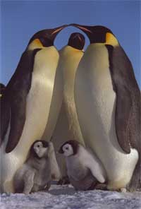 Emperor Penguin family